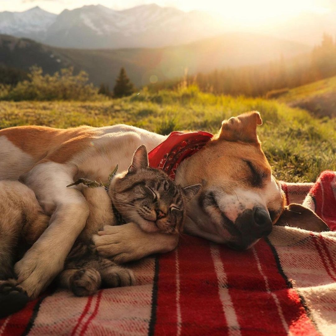 Милі котик і песик разом